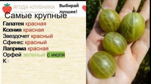 Самые сладкие и крупные сорта крыжовника на весну 24 г