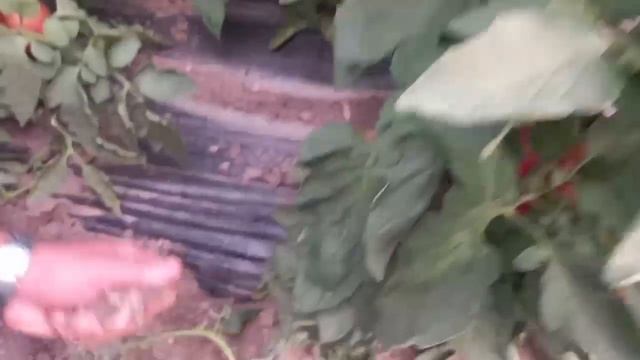 Пинк Хит Ф 1 смотреть онлайн