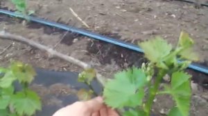Обломка и нагрузка винограда весной, кусту 3 года
