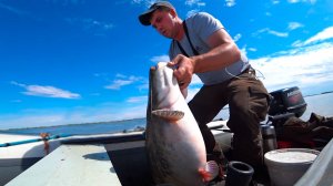 Вот это да!! Нереальный жор сомов на квок, аж руки болят!