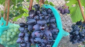 Черный палец ( Нужный ) - ранняя плюс, очень крупная тем?