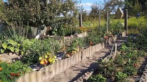 Удивили садовые колышки из стеклопластика