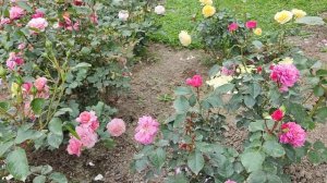 Мои розовые богатства. Розы Прикс П. Ж. Редут, Керос, Эл?