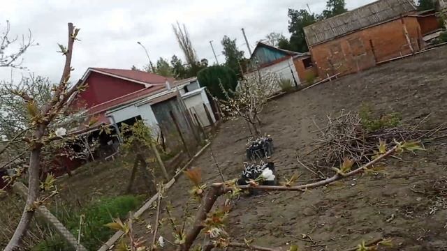 Цветение черешни. Весна 2025