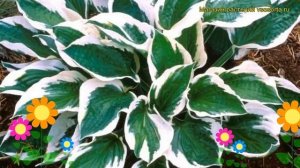 Хоста форчуна Патриот. Краткий обзор, описание характ?