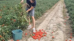 Томат Рекордсмен