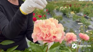 Triphena Parkin peony. Трифена Паркин пион. Пулков сад (2025 г.)