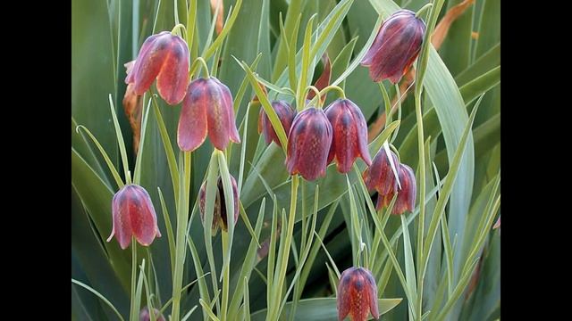 РЯБЧИК  (FRITILLARIA)  сем. Лилейные