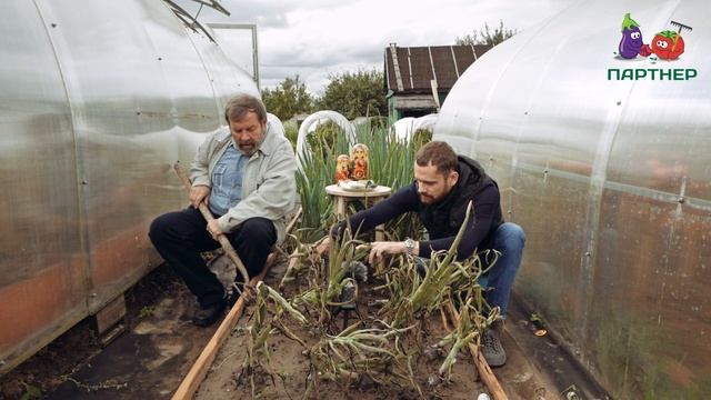 Как вырастить репчатый лук Ред Барон из чернушки? смотреть онлайн