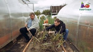 Как вырастить репчатый лук  Ред Барон из чернушки?