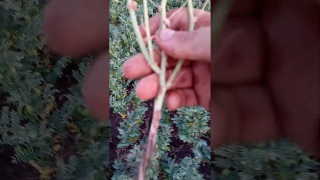 нут волжанин 50 смотреть онлайн