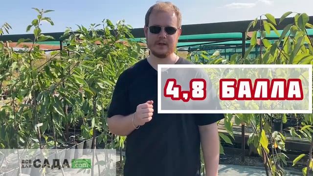 Черешня Валерий Чкалов описание и характеристика сор? смотреть онлайн