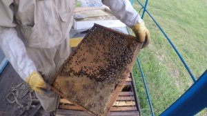 Что нужно сделать, чтобы не было роения пчел? Как уйти ?