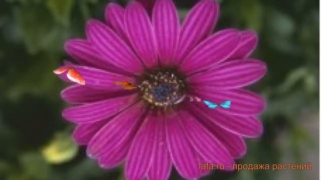 Остеоспермум обыкновенный Пинк 🌿 остеоспермум Пинк ?