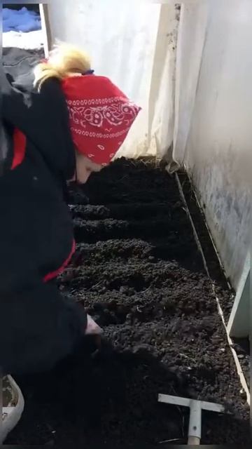 посев редиса и лука в теплицу ранней весной