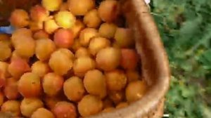 Сорт абрикоса Мелитопольский ранний ( продолжение )