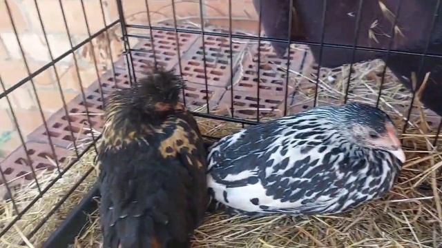 Карл и Клара. Мини ферма! смотреть онлайн