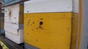 Роение пчел. Как Понять, что пчелы Собираются роиться?