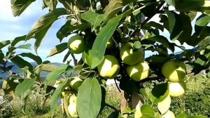 Самые ранние яблоко Абрикосовое