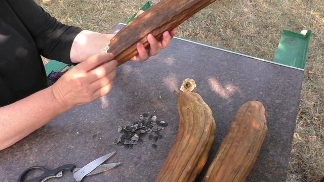 ✅ ЛЮФА созрела ..Натуральная мочалка . смотреть онлайн