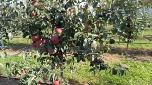 Яблоня Хани крисп и яблоня Белорусское сладкое в Подо?