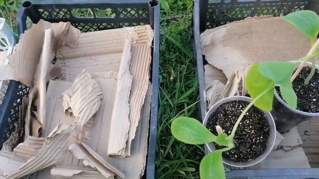 Кабачки в ящиках на ранний урожай в Подмосковье. Продо смотреть онлайн