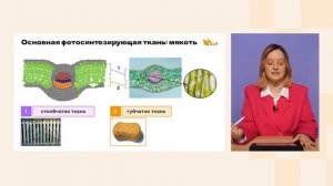 Внутреннее строение листа | Биология 6 класс | Домашняя