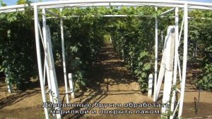 Арка для винограда