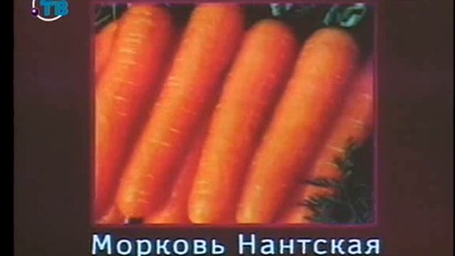 Пищевые растения. Урок 1.8. Овощные растения. Часть 1 смотреть онлайн