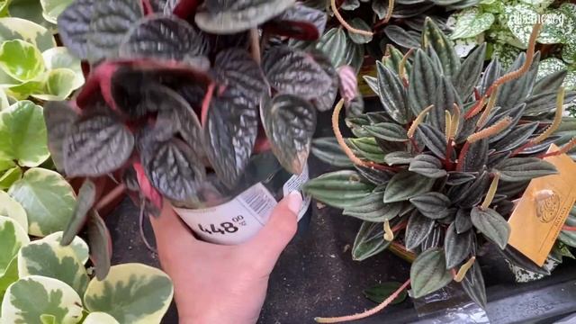 Таких НИЗКИХ ЦЕН на растения ещё не встречала! «Эпицен