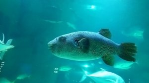 Москвариум ВДНХ. Центр океанографии и морской биологии. Самый большой океанариум в Европе