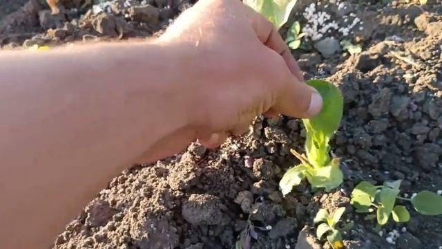 Рассада 21 мая Закалка смотреть онлайн