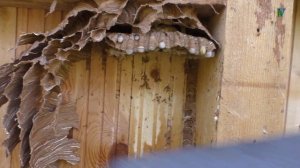 Как избавиться от ос и шершней