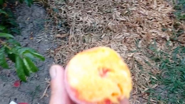 Персик память Симиренко смотреть онлайн