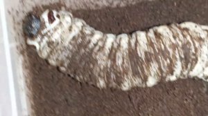 Сражаюсь с личинкой жука Голиафа / Fighting a Goliath Beetle Larva #л?