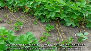Клубника Эльсанта