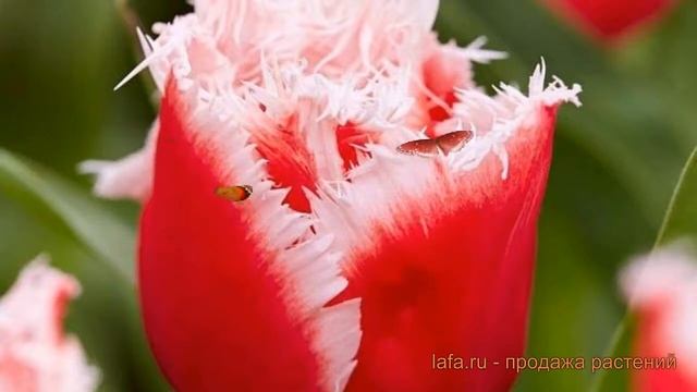 Тюльпан бахромчатая Канаста (tulipa Tyulpan) 🌿 Канаста обзо?