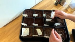 Проращивание семян 13 из 14, как посадить семечку каннаб