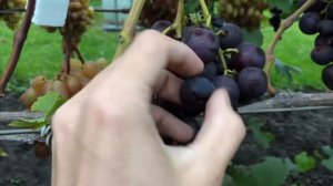 Виноград Рошфор в Беларуси (15.09.21)