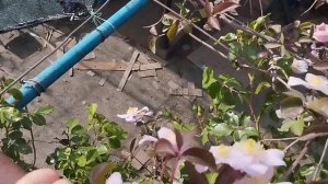 Клематис  горный Монтана«Мейлин».Видео от 15.05.25 г.