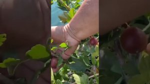 Вкусные сорта крыжовника