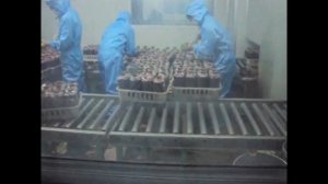 Китайская технология выращивания грибов