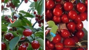 Вишня плодовая Молодежная-Восторг 🌿 обзор: как сажат?