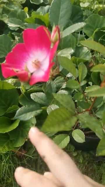 Мускусный гибрид Букаву. Черенок-однолетка. #shorts