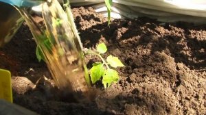 Программа телеканала "УсадьбА" "История одной культур?