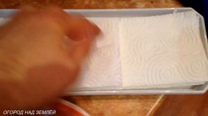 МОРКОВЬ НА МИКРОЗЕЛЕНЬ, ЗИМОЙ НА ПОДОКОННИКЕ.