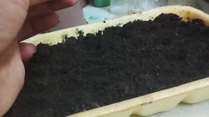 Выращивание картофеля из семян. Часть 2.