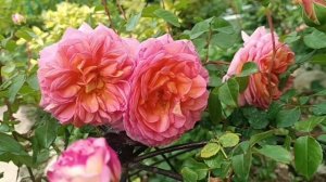 Роза Абрахам Дерби