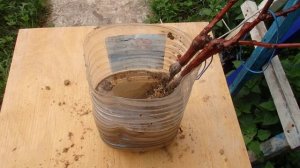 Купил два саженца Винограда что дальше делать?