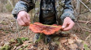 Трутовик лакированный - ГРИБ РЕЙШИ Измеряем гигантски